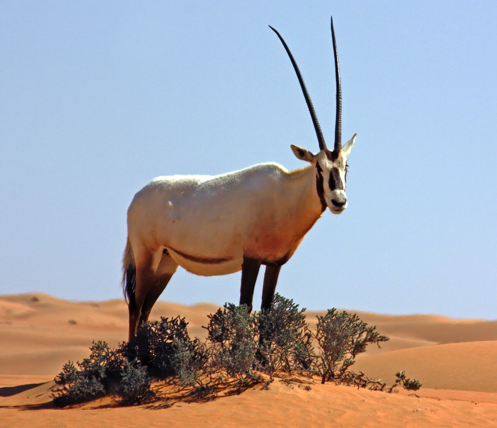 An Arabian oryx with long straight horns standing on a dune among low desert shrubs